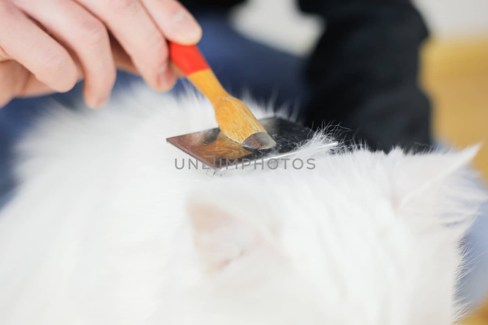 Cat combing. Long hair, cat's hairstyle. Pet care