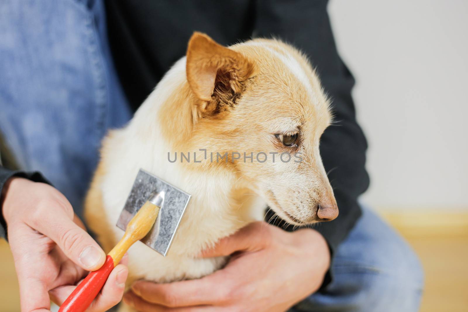 Combing a dog’s coat. Dog hairstyle. Pet care