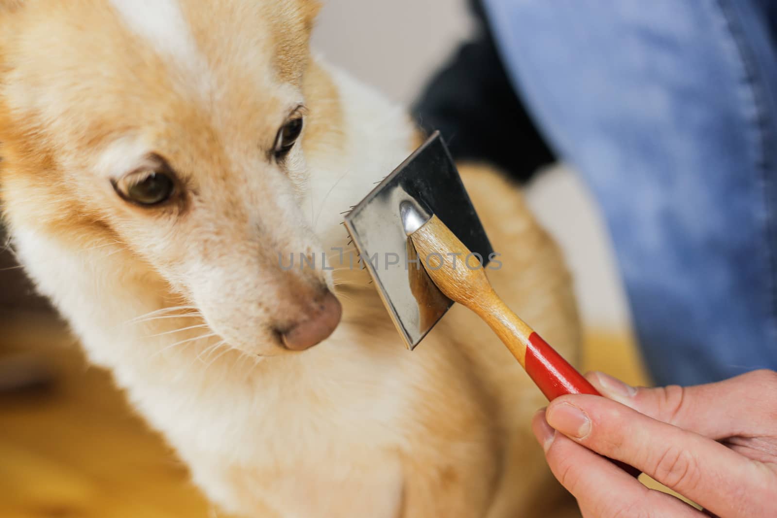 Combing a dog’s coat. Dog hairstyle. Pet care