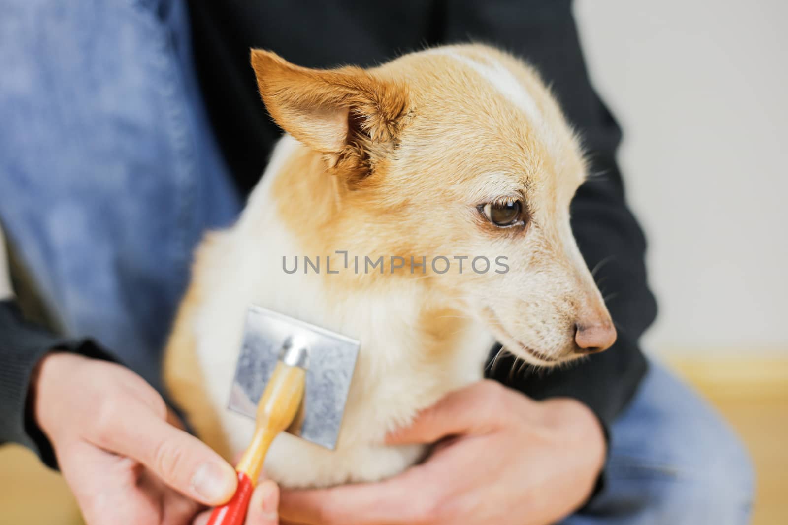 Combing a dog’s coat. Dog hairstyle. Pet care
