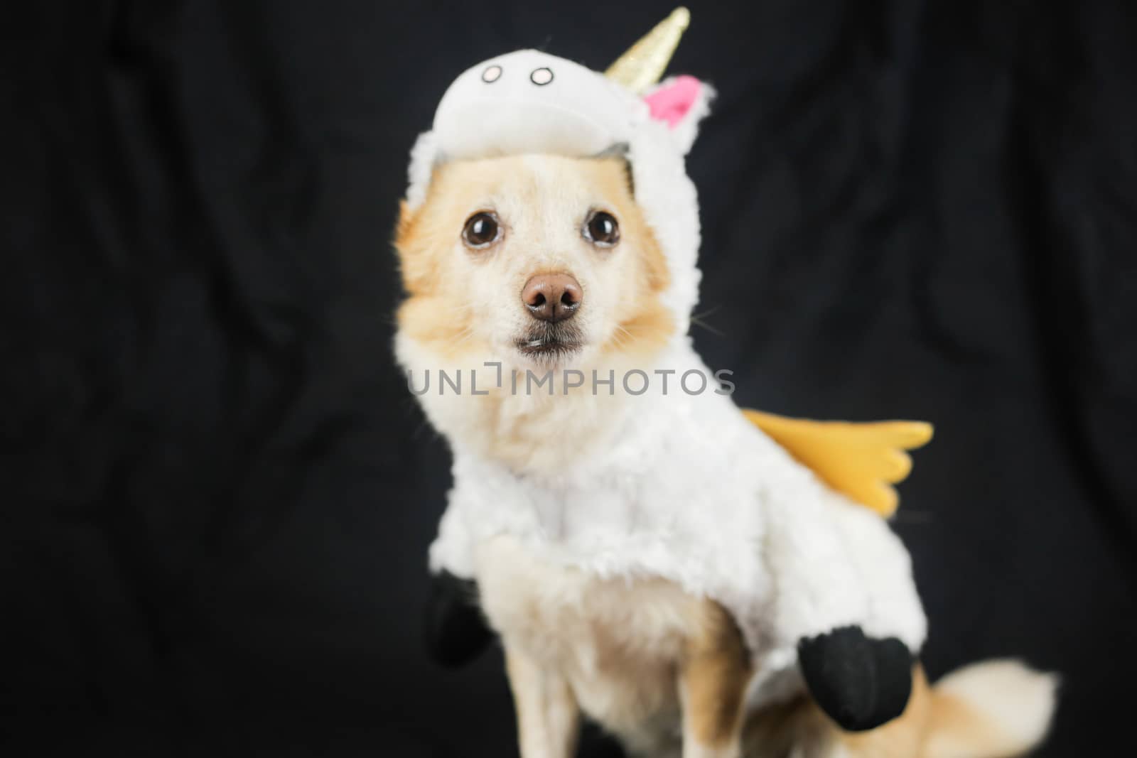 Dog in a funny unicorn costume. Dress, clothes for animals