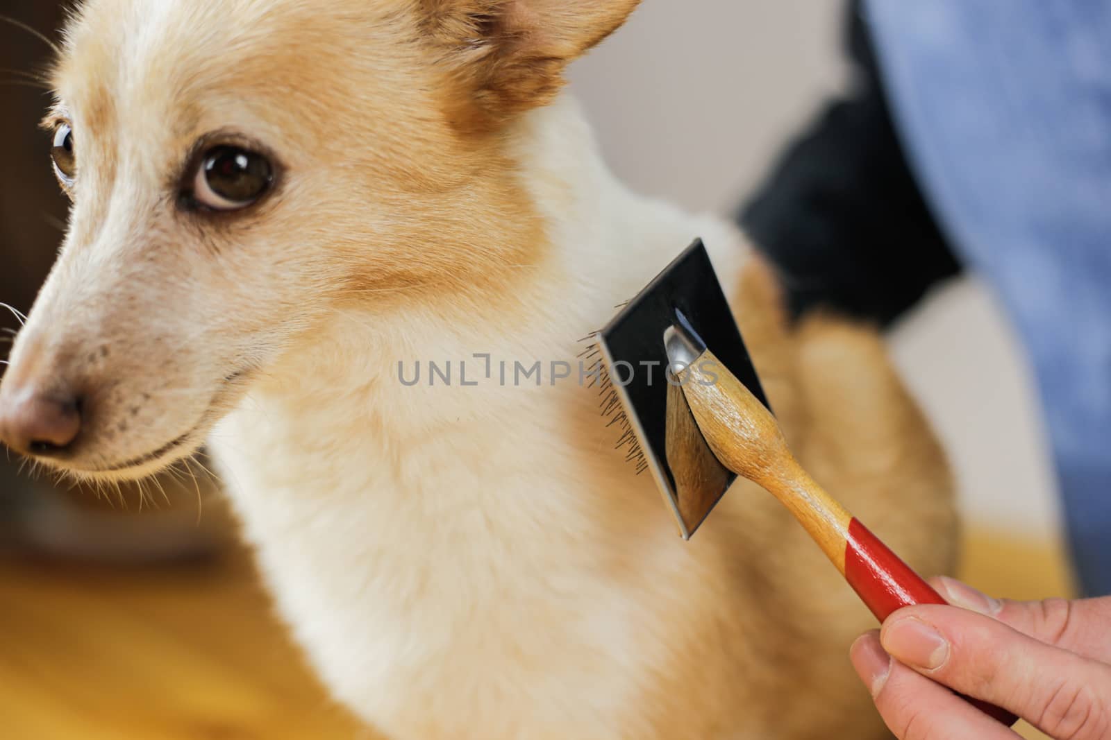 Combing a dog’s coat. Dog hairstyle. Pet care