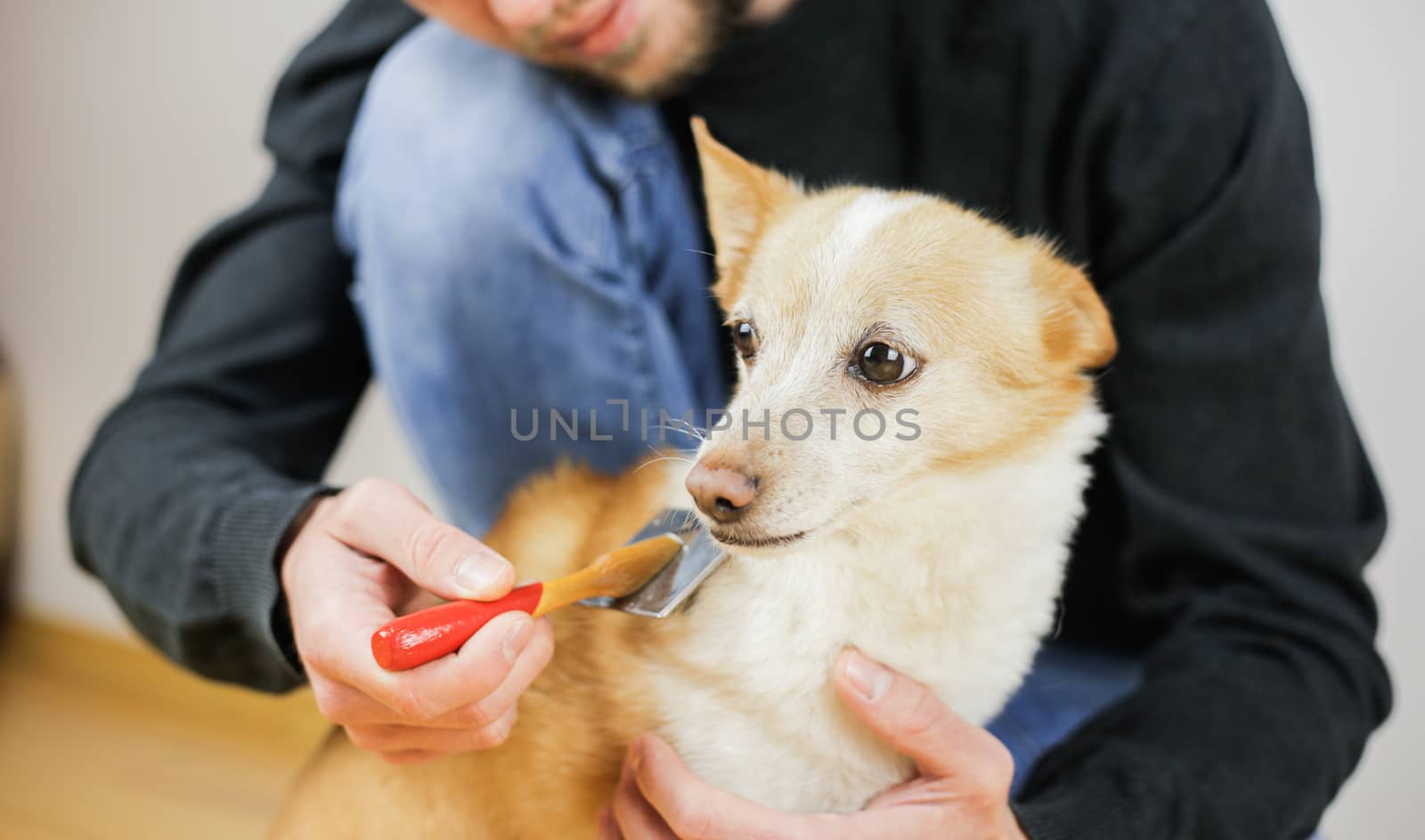 Combing a dog’s coat. Dog hairstyle. Pet care