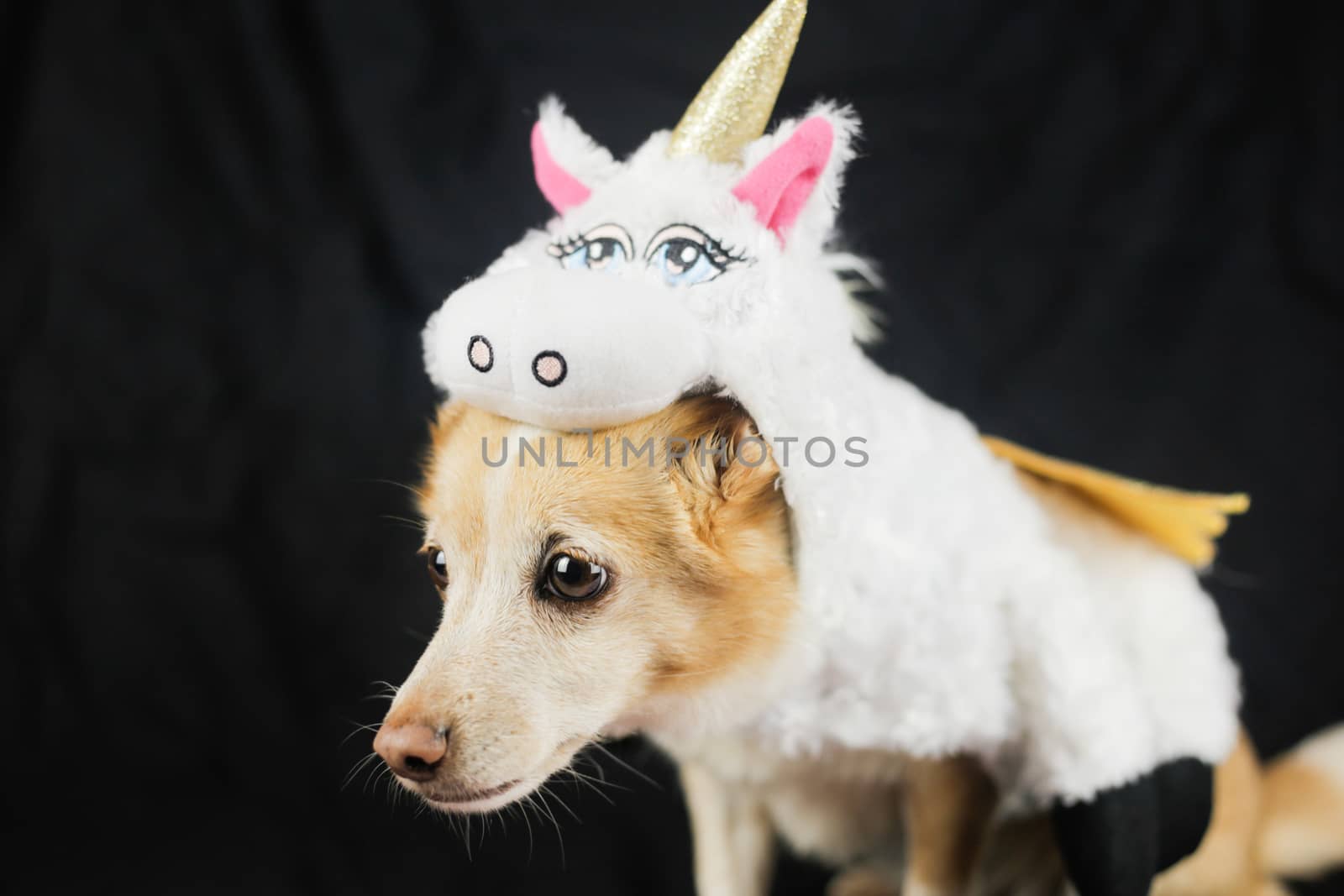 Dog in a funny unicorn costume. Dress, clothes for animals