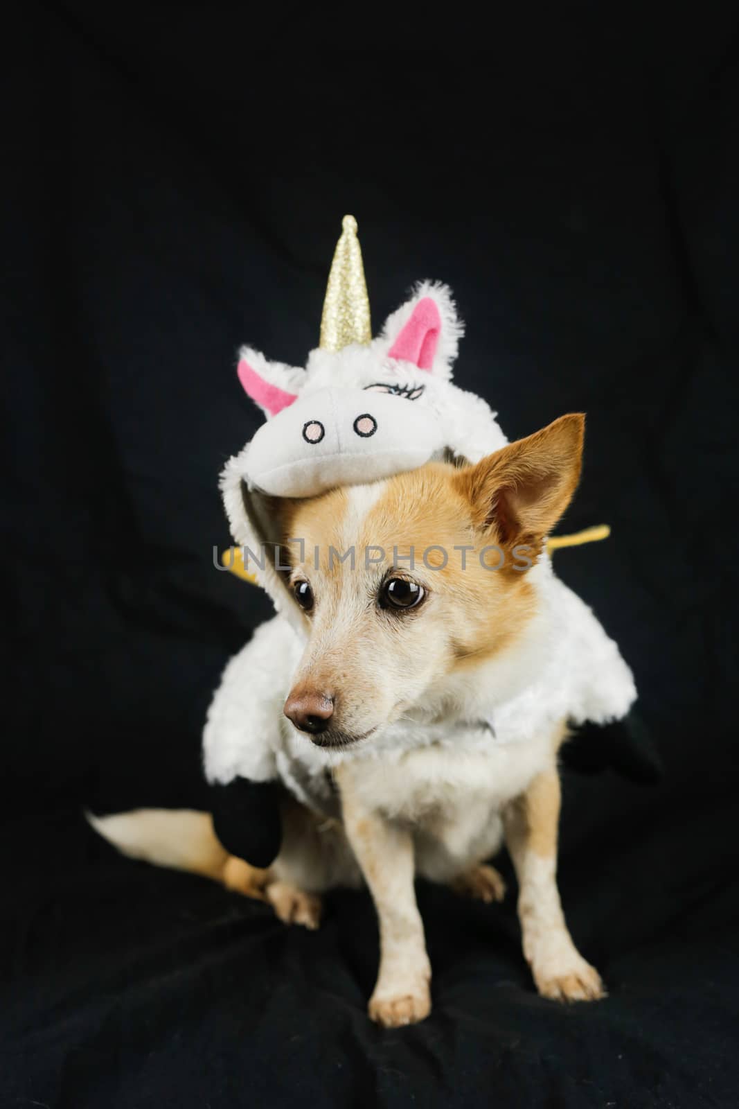 Dog in a funny unicorn costume. Dress, clothes for animals by Grinchenkophoto