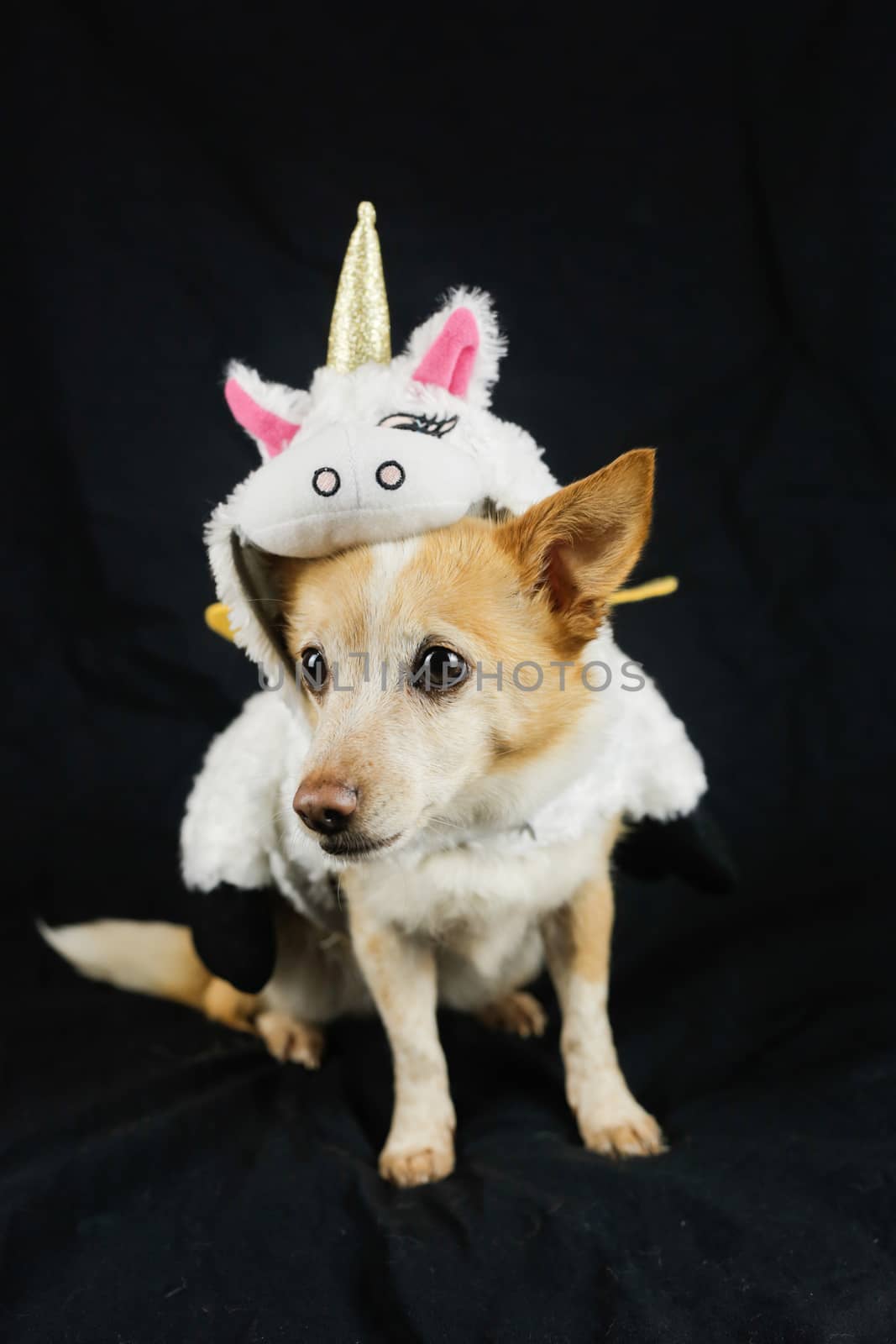 Dog in a funny unicorn costume. Dress, clothes for animals