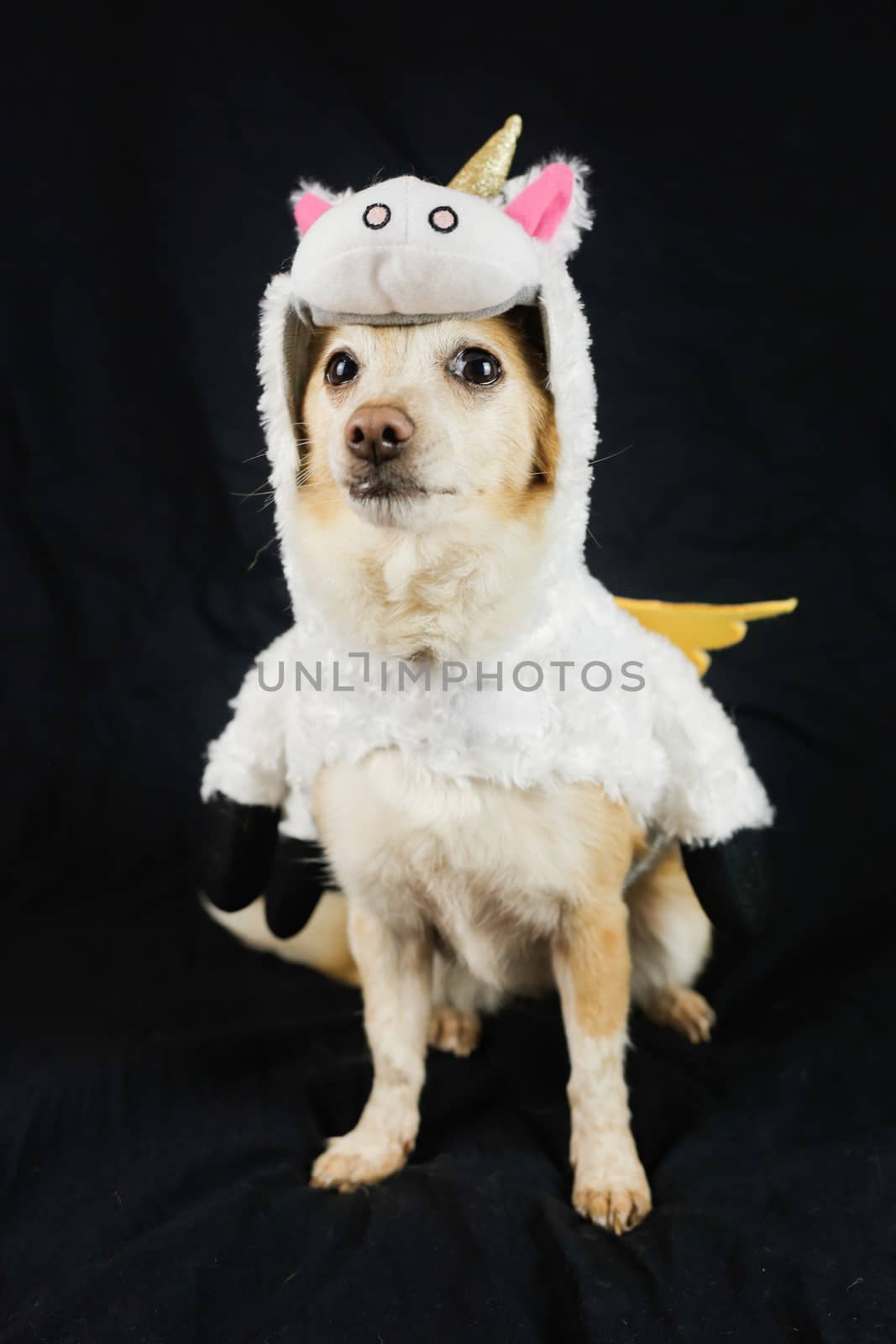 Dog in a funny unicorn costume. Dress, clothes for animals