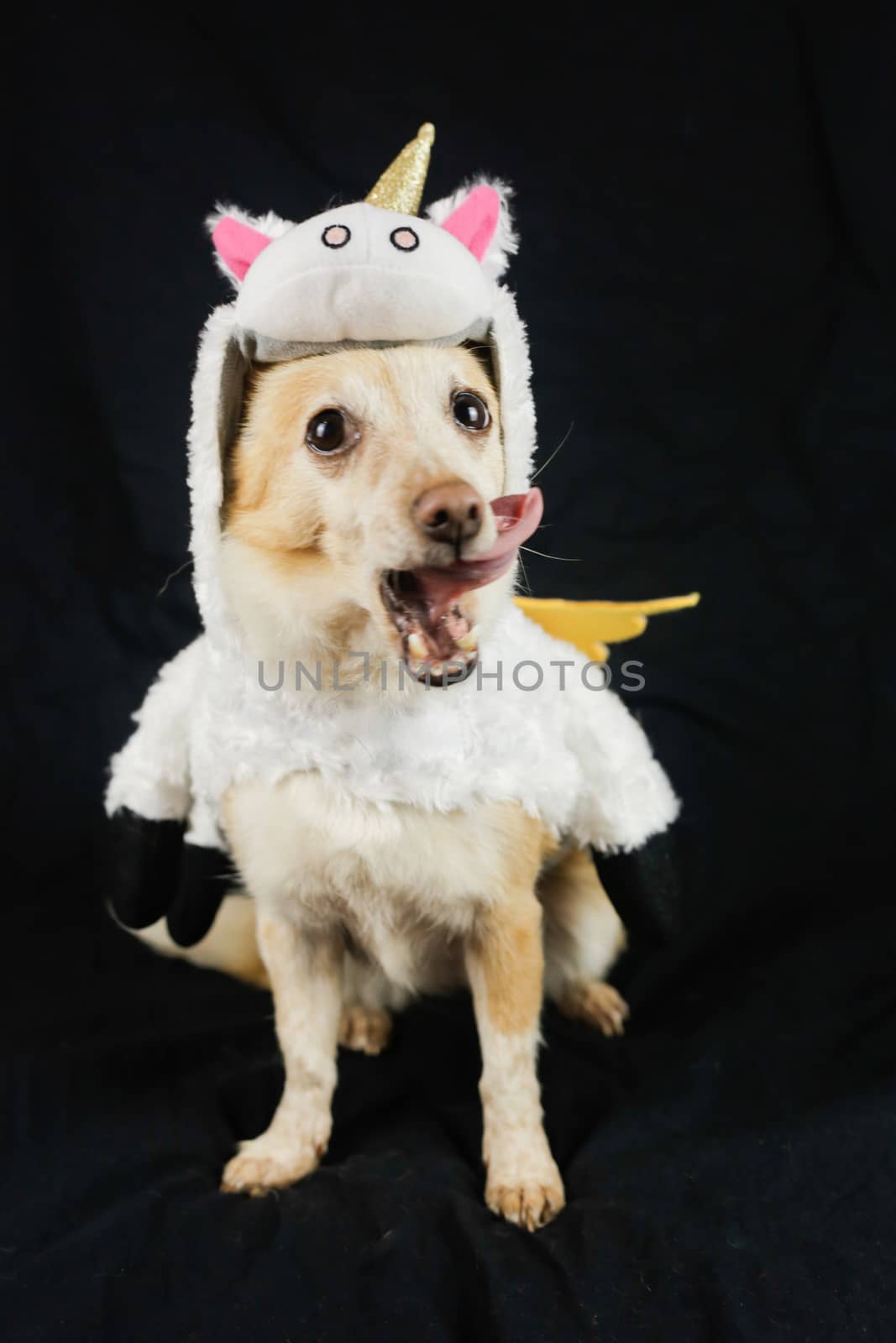 Dog in a funny unicorn costume. Dress, clothes for animals by Grinchenkophoto