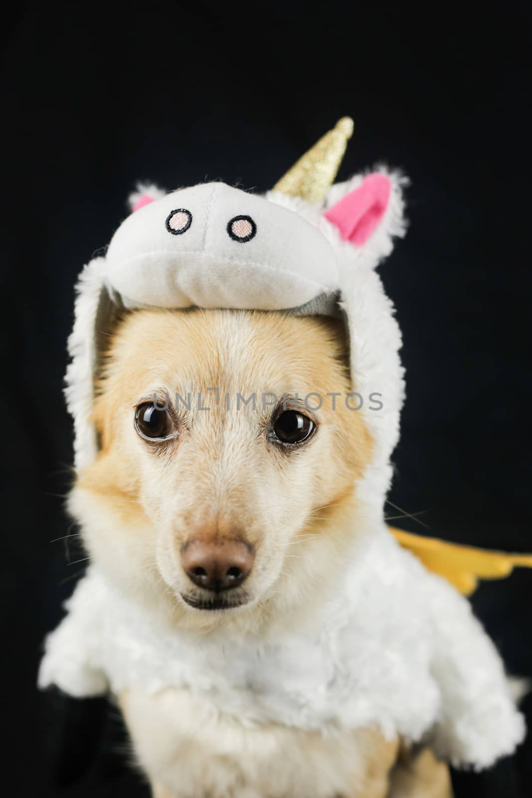 Dog in a funny unicorn costume. Dress, clothes for animals by Grinchenkophoto