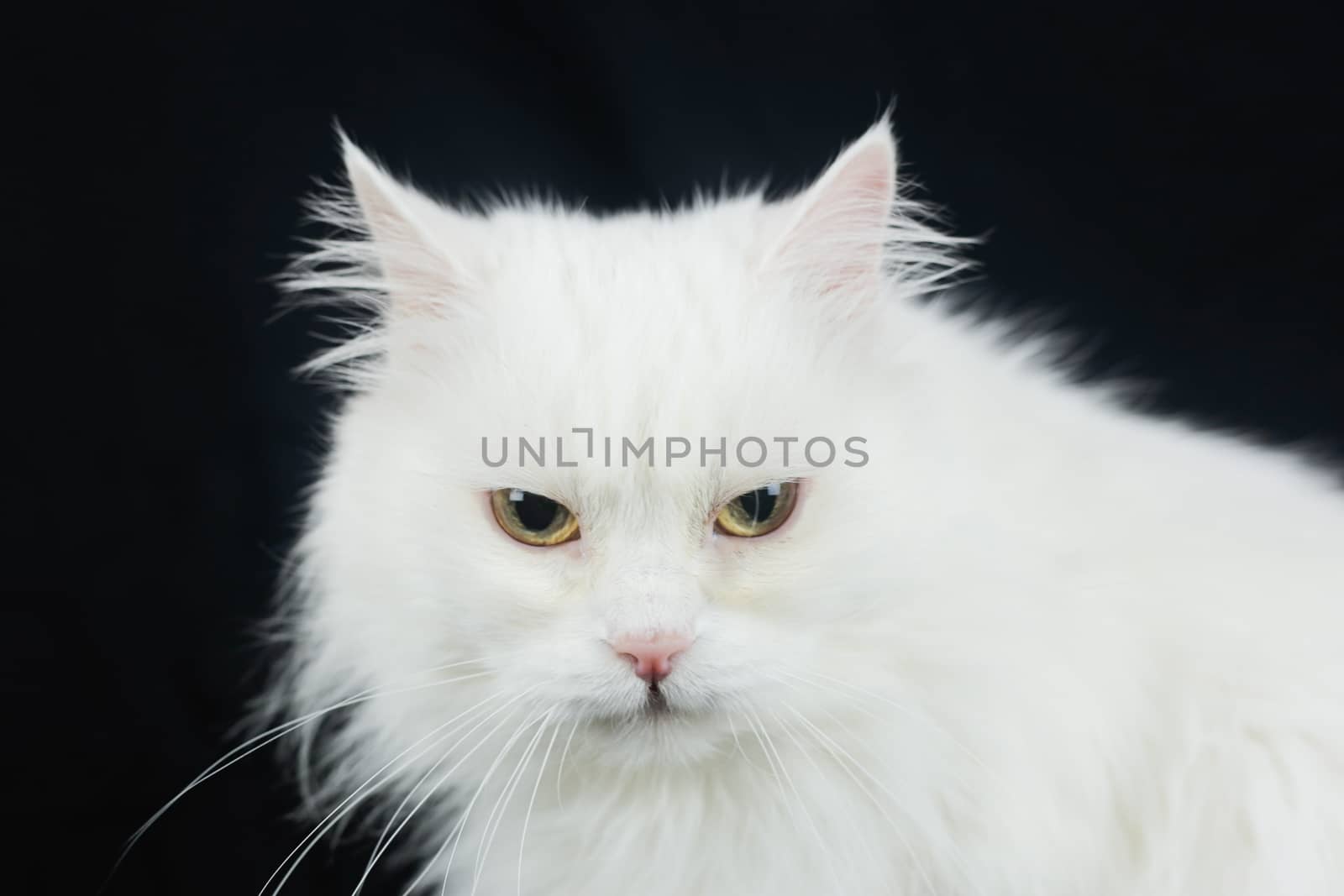 White Angora cat on a black background by Grinchenkophoto