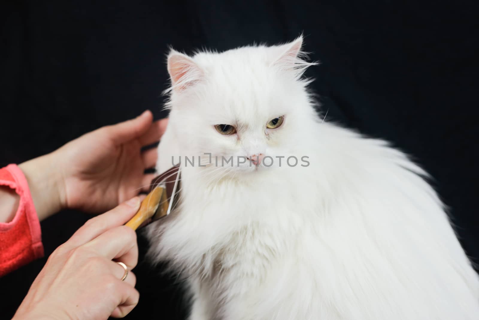 Cat combing. Long hair, cat's hairstyle. Pet care