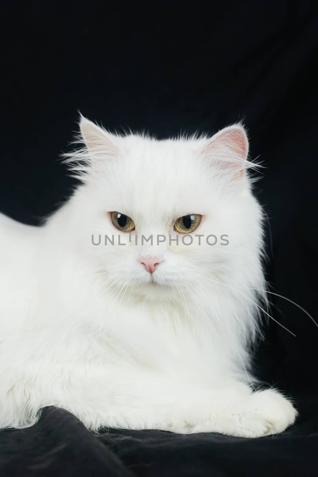 White Angora cat on a black background by Grinchenkophoto