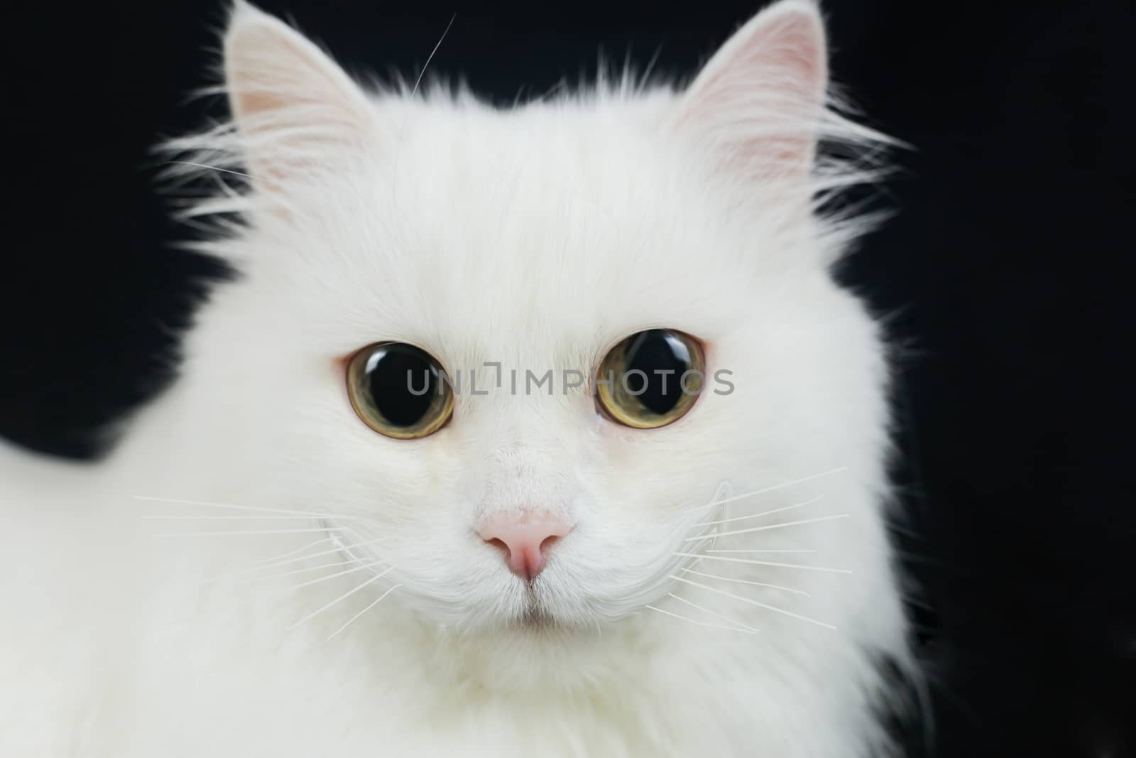 White cat with big eyes on a black background by Grinchenkophoto
