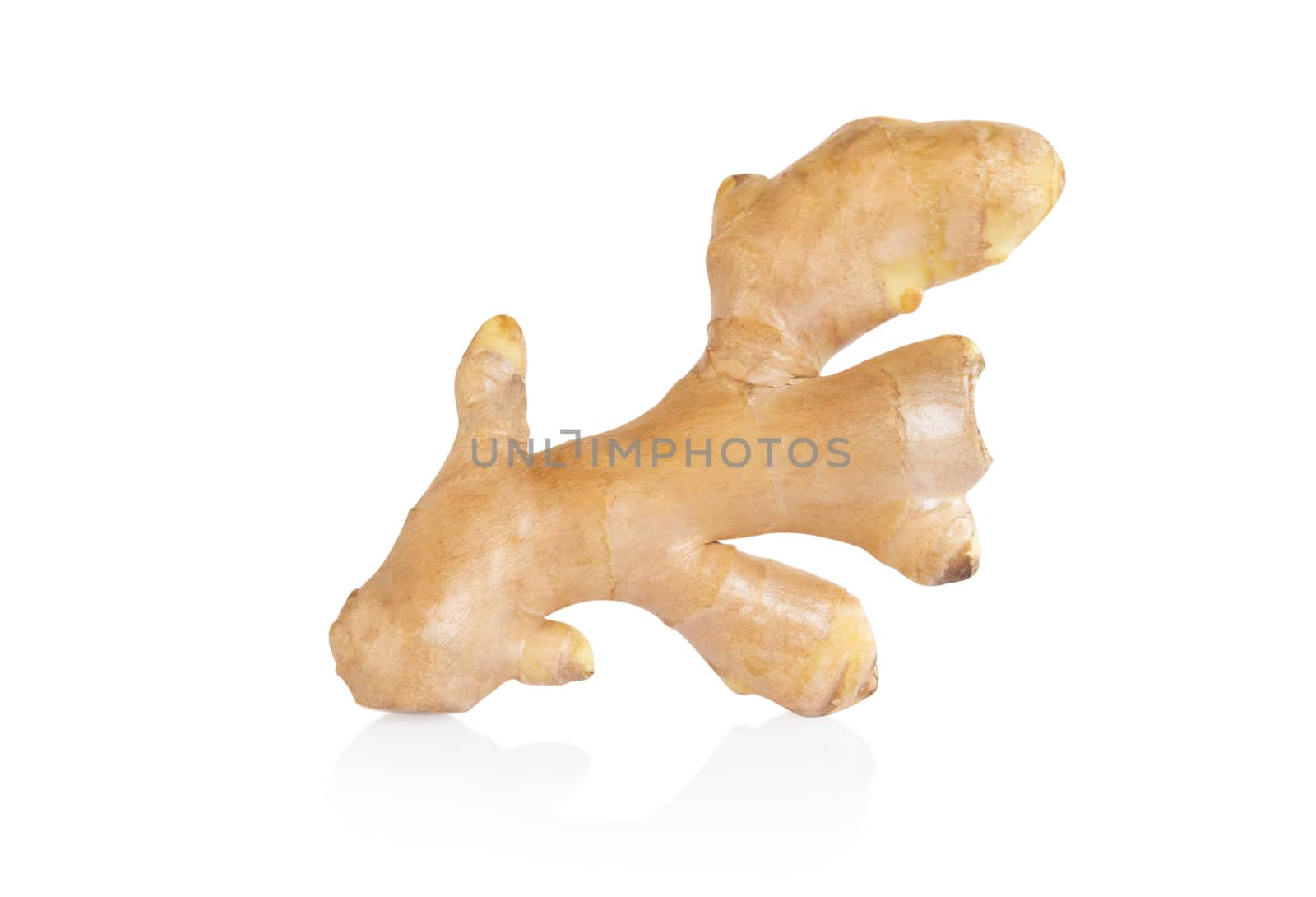 Fresh ginger root  isolated on white background for herb and medical product concept