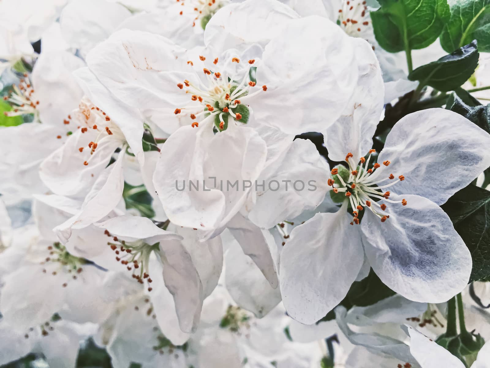 Blooming apple tree flowers in spring garden as beautiful nature landscape, plantation and agriculture by Anneleven