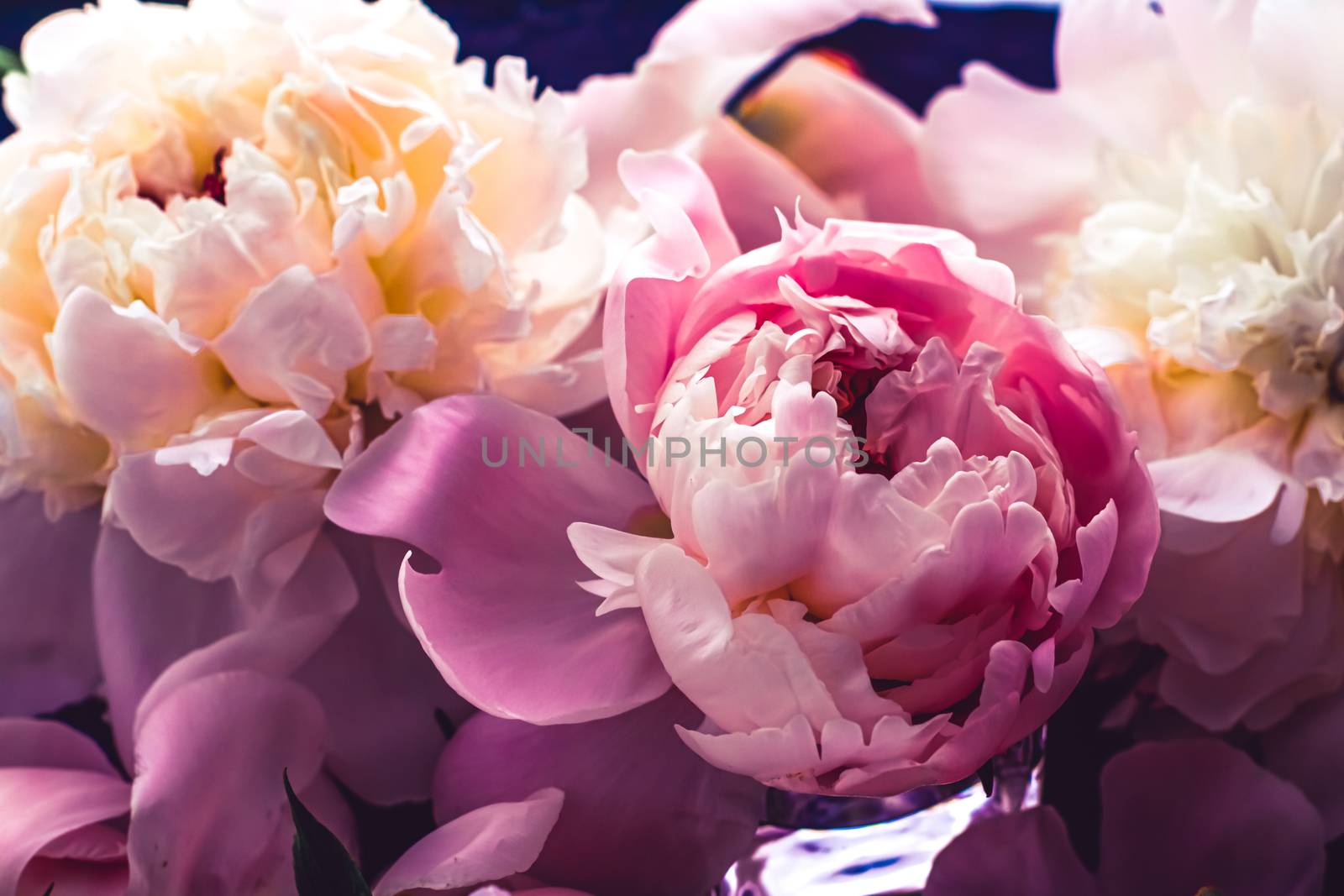 Pink peony flowers as floral art background, botanical flatlay and luxury branding by Anneleven