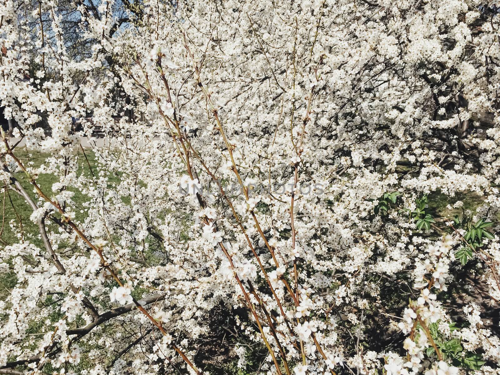 Blooming apple tree flowers in spring as floral background by Anneleven