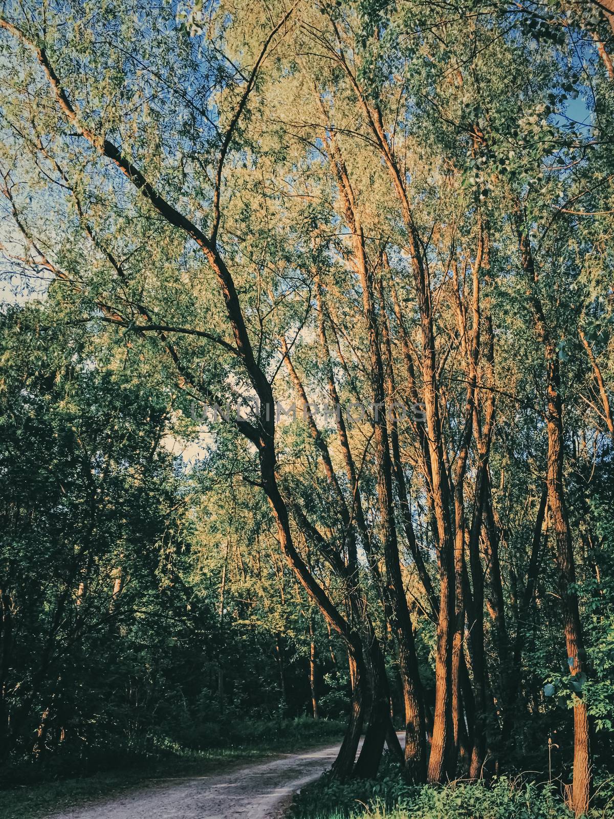 Mystery woods as wilderness landscape, amazing trees in green forest, nature and environment by Anneleven