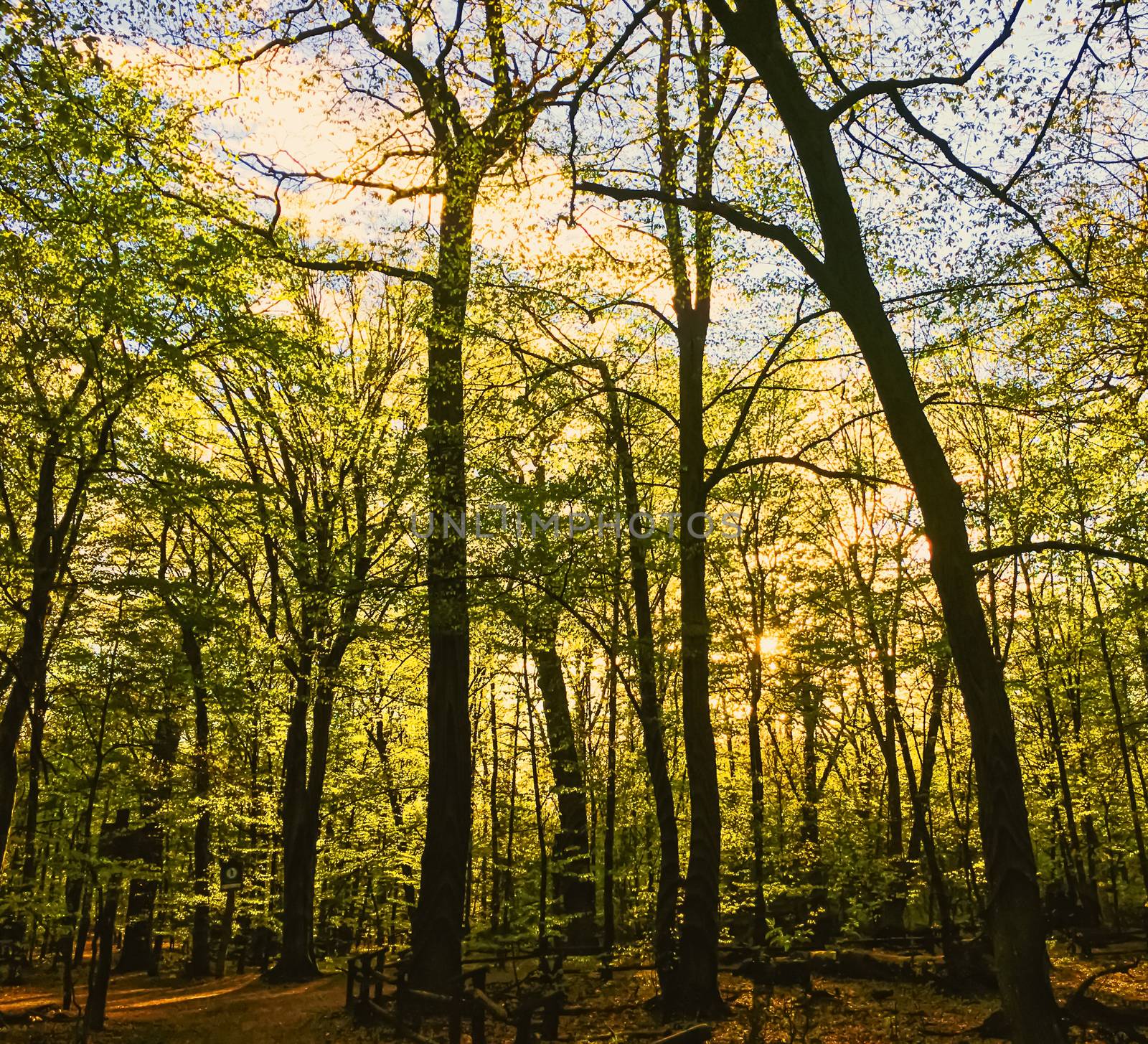 Spring forest landscape at sunset or sunrise, nature and environment