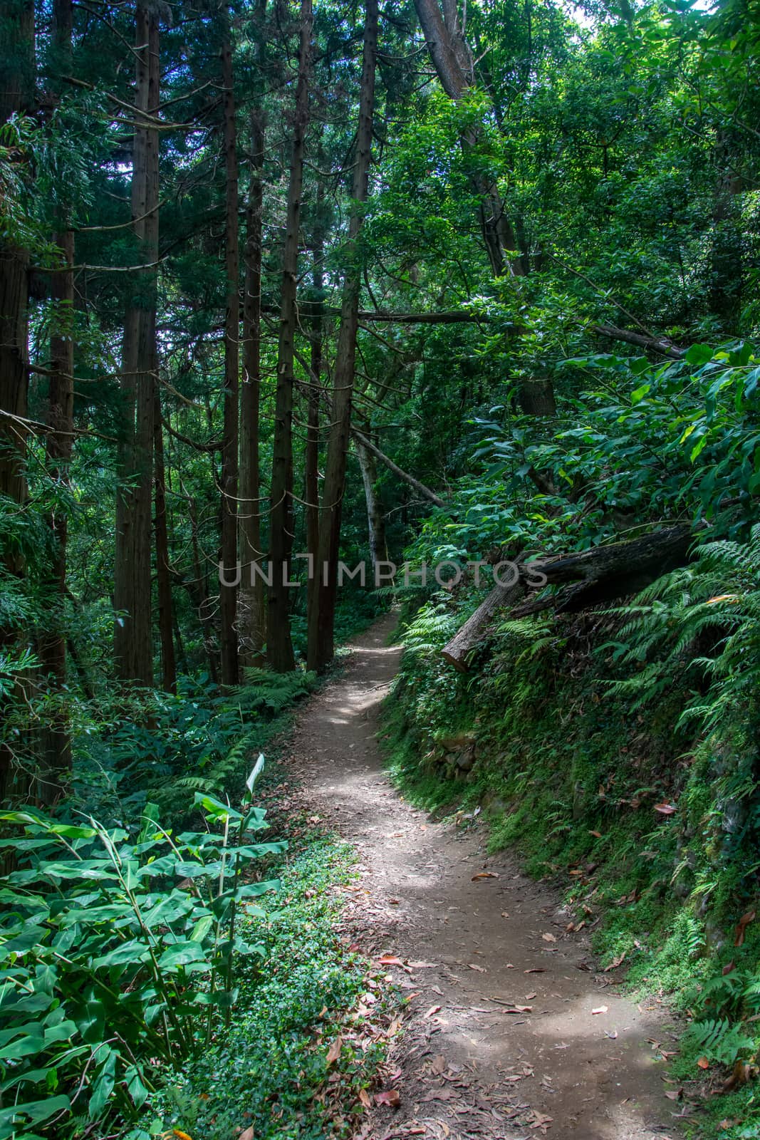 walk and discover the prego salto waterfall on the island of sao miguel, azores, Portugal.