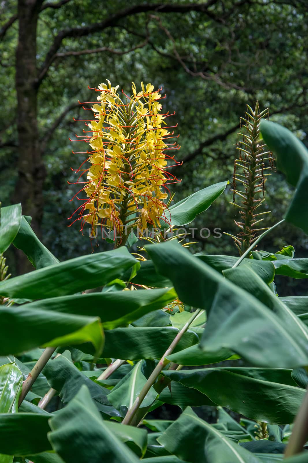 walk and discover the prego salto waterfall on the island of sao miguel, azores, Portugal.