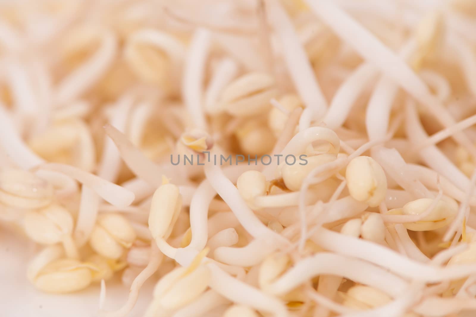 sprouted beans closeup