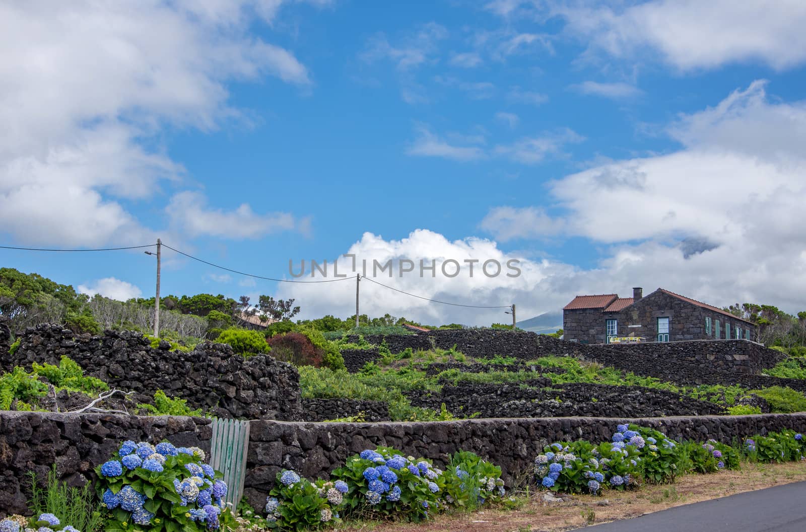 Walk on the Azores archipelago. Discovery of the island of Pico, Azores. Portugal. , Azores. Portugal. madalena