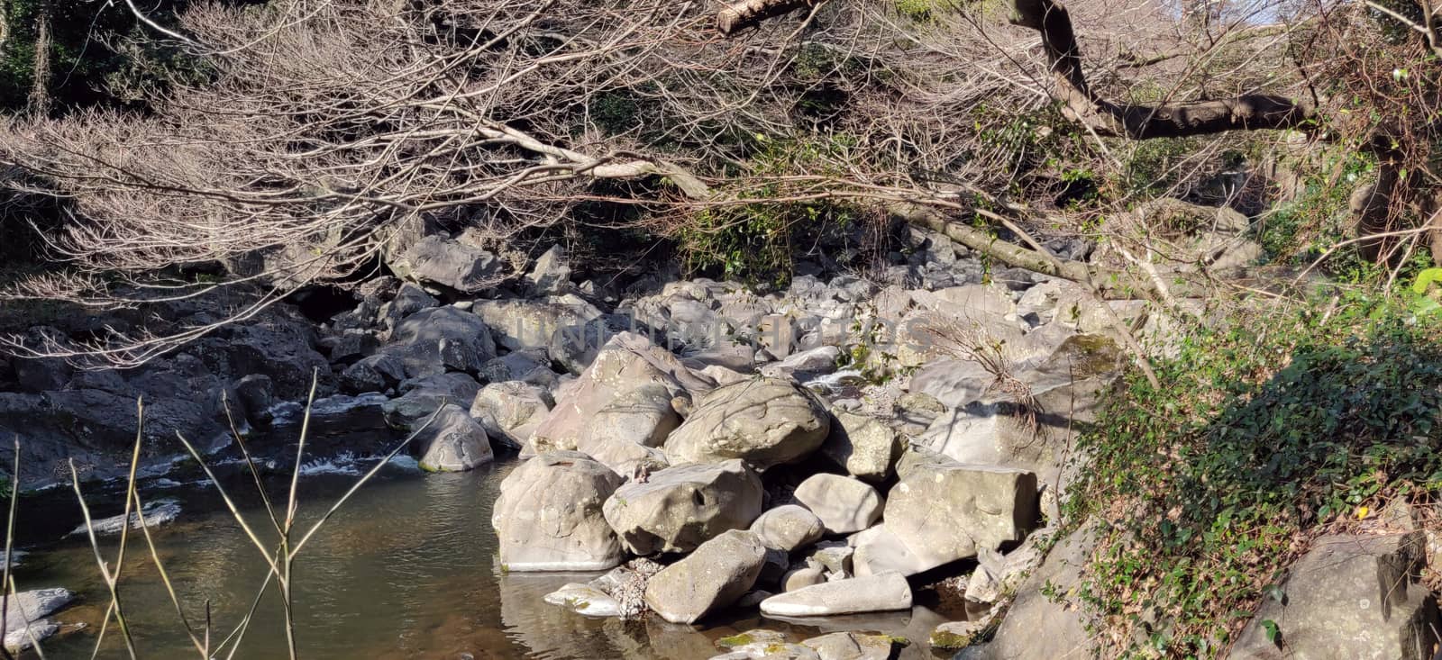 A brook filled with rocks blessed by tree branch surrounded by green bushes in Jeju Island, South Korea