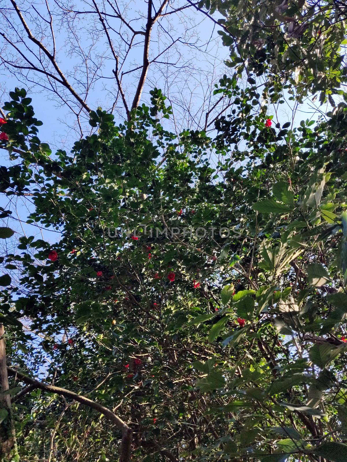 Tree with green leaves and red flowers by mshivangi92