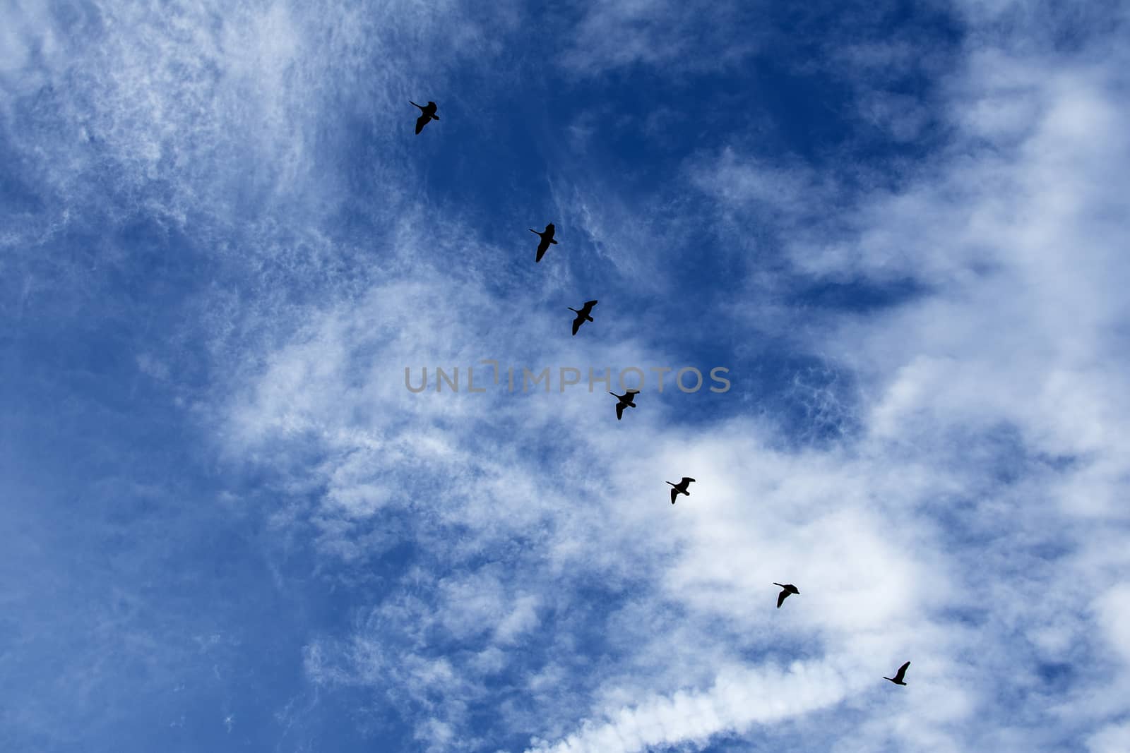 Geese formation against blue sky by ankihoglund