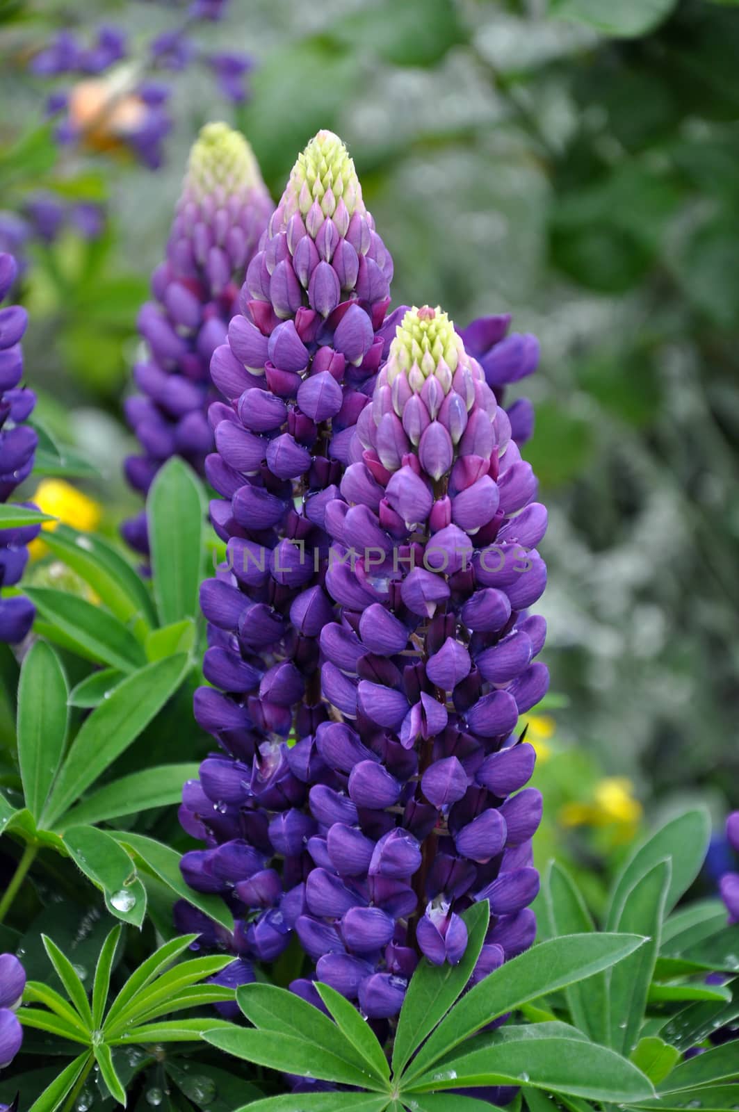 Two beautiful purple lupine flowers