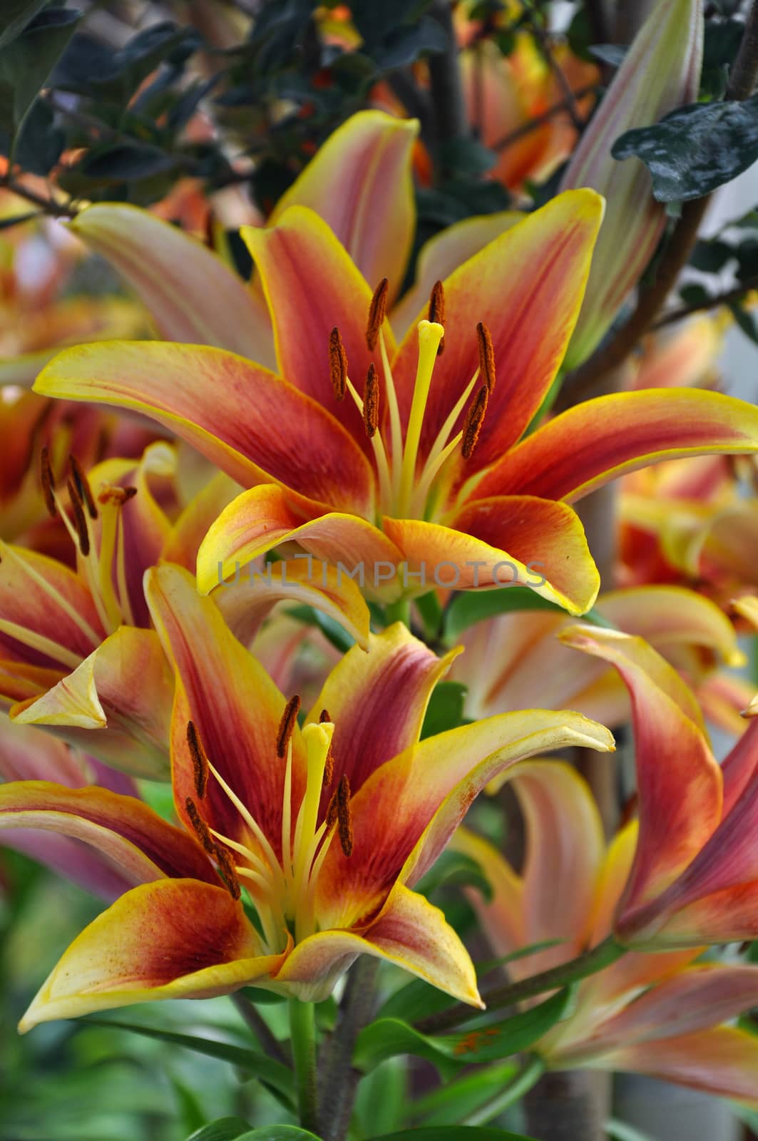 Beautiful orange and yellow tropical tiger lilies