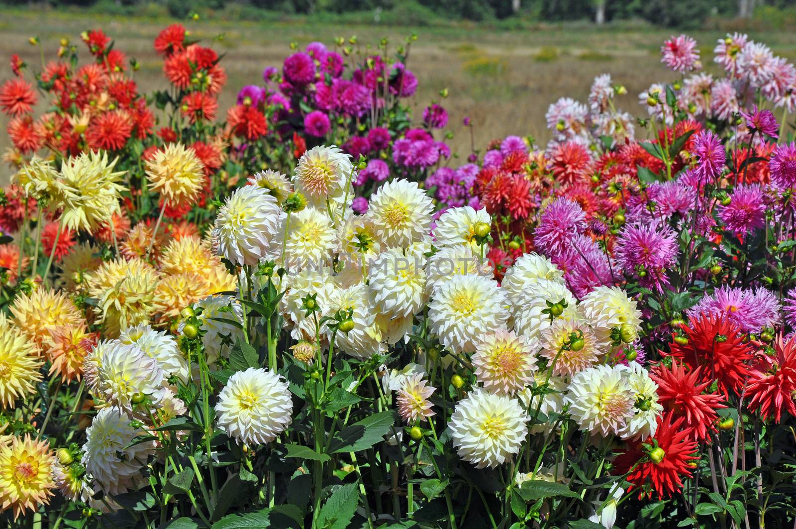Colorful summer dahlias by ingperl