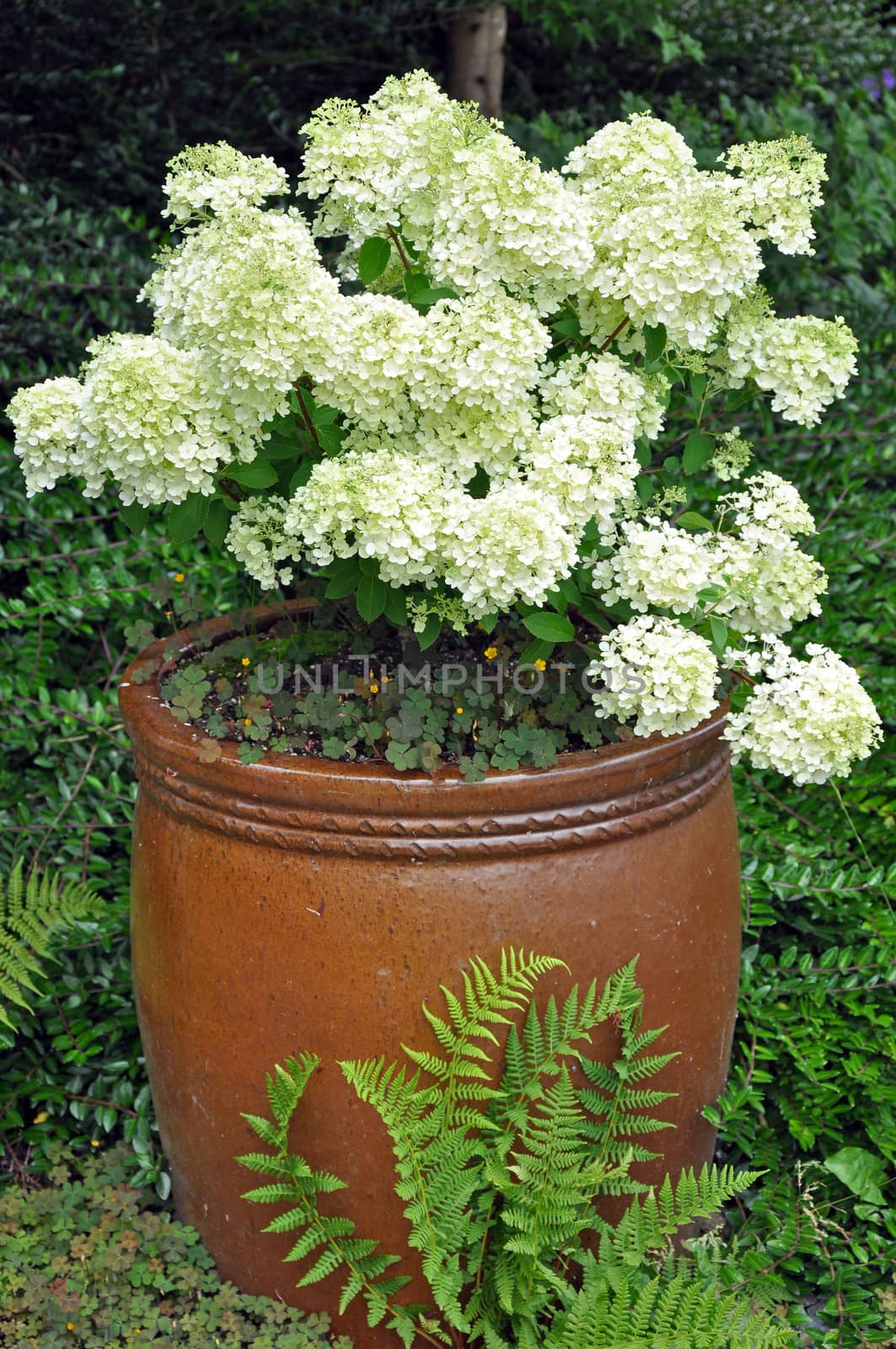 Brown ceramic flowerpot filled with white hydrangea flowers