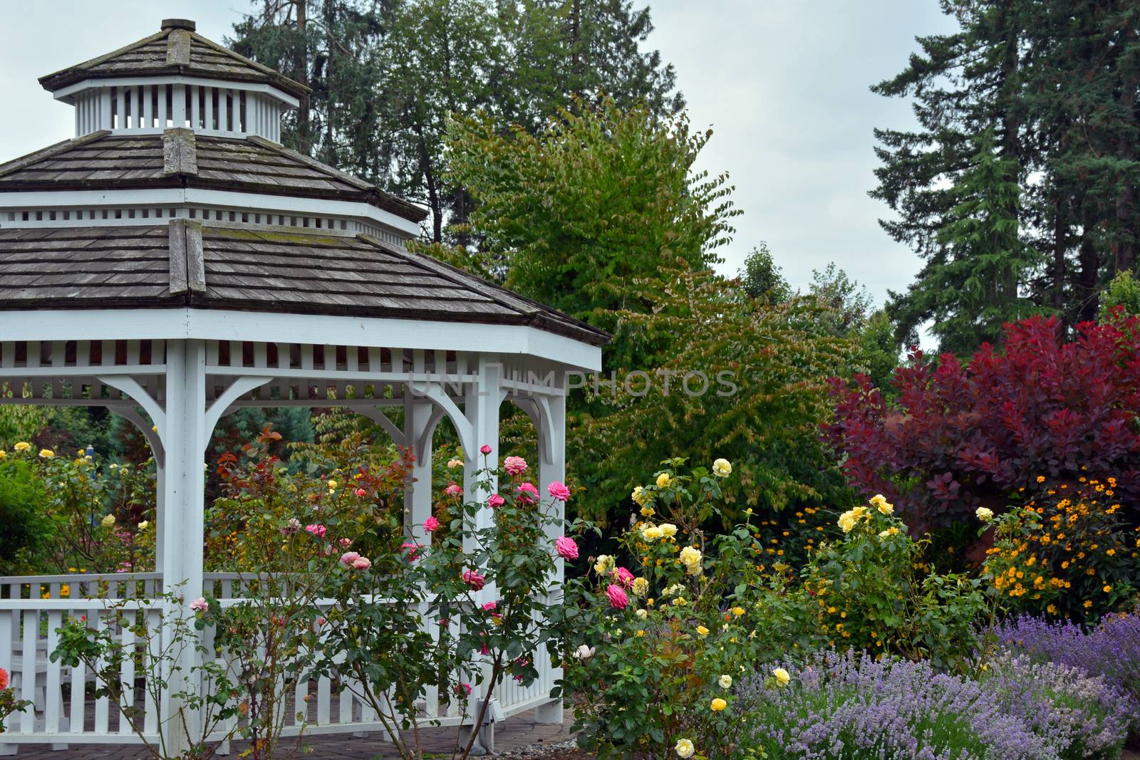 White wooden gazebo in summer rose and lavender garden