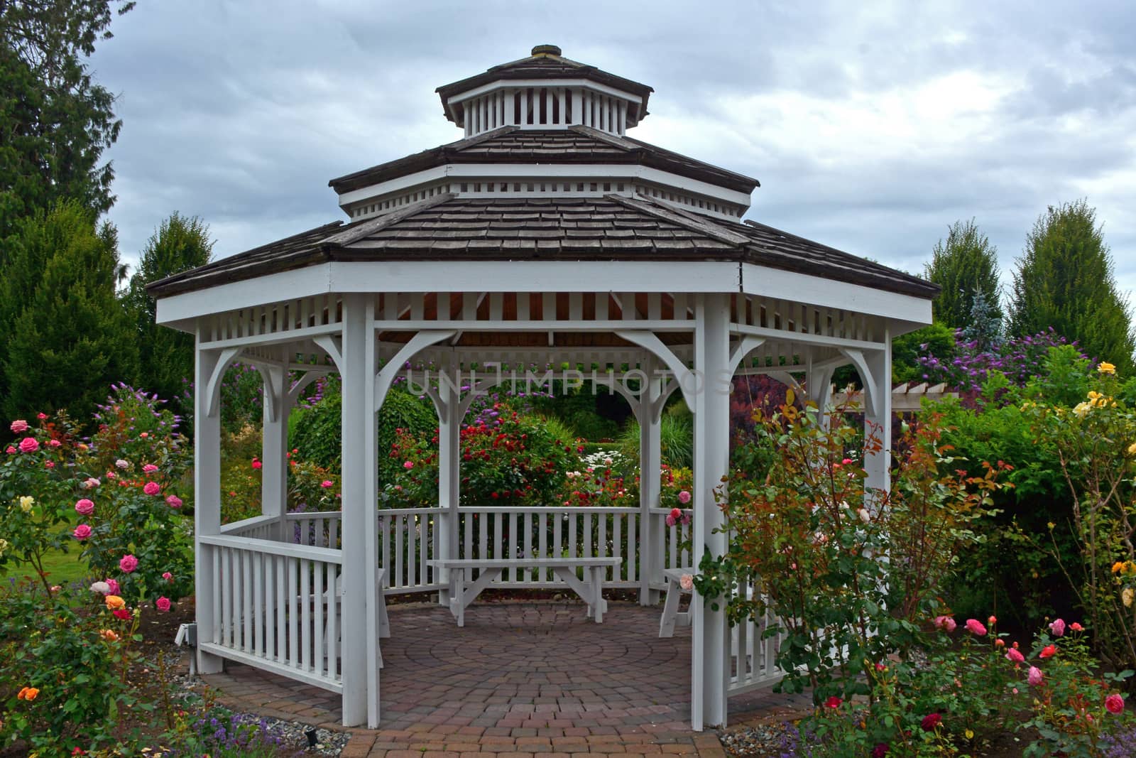 White wooden gazebo in summer rose garden