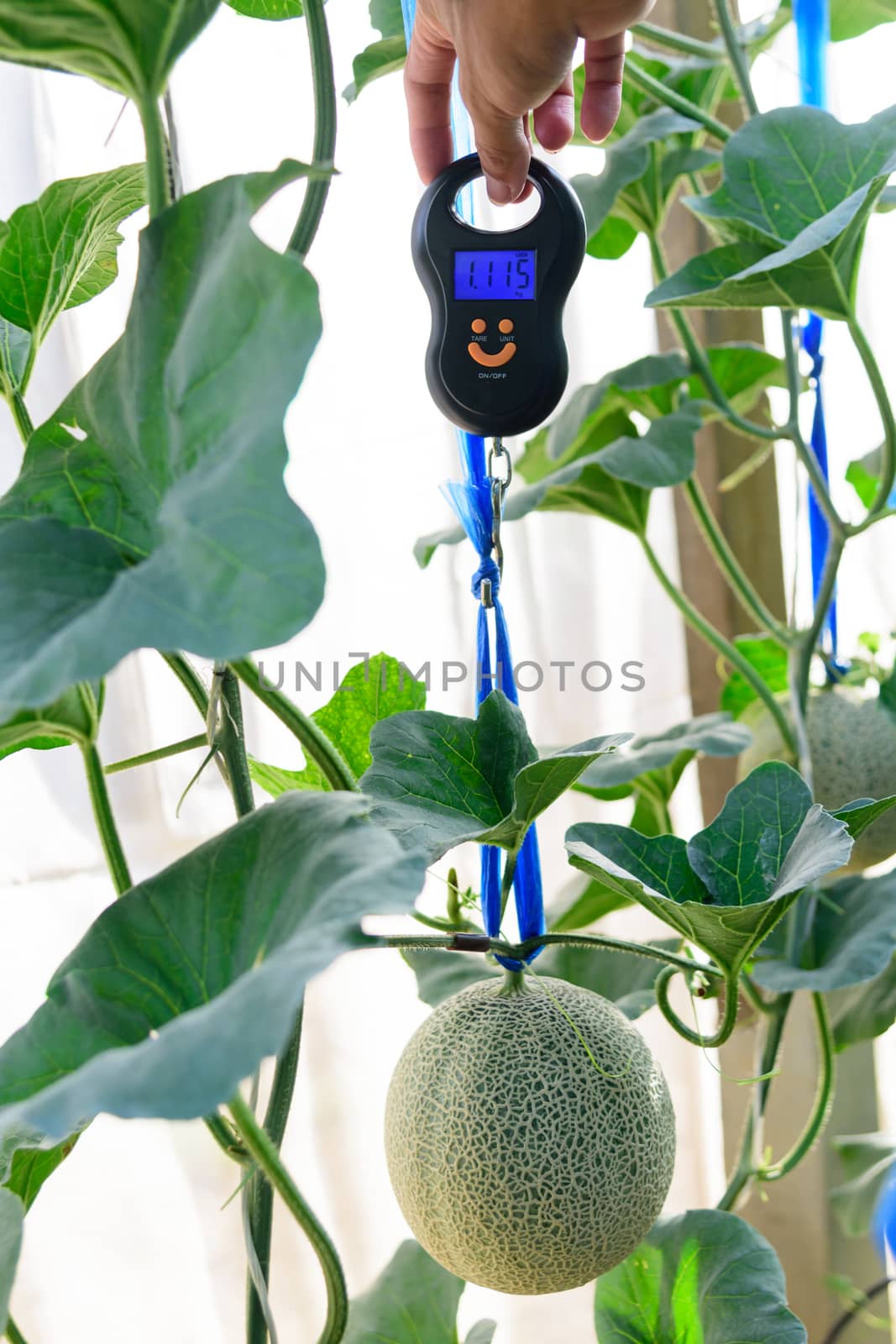 Use portable Digial scale for fresh melon  weigh in farm by rukawajung
