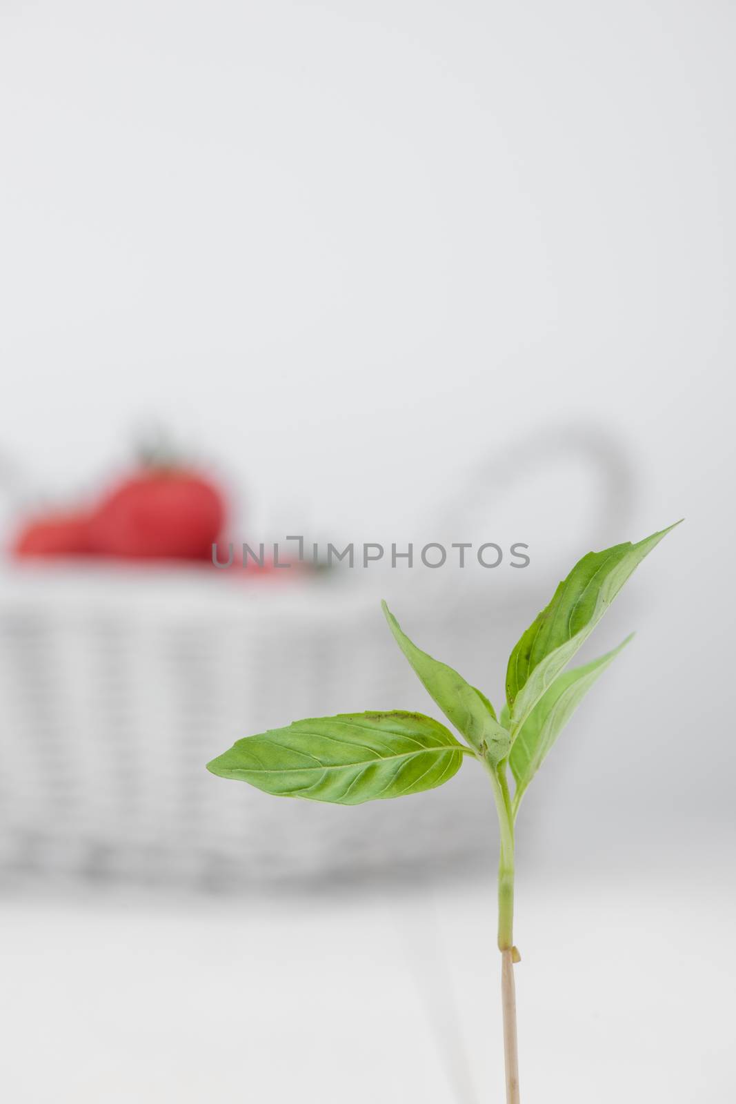 green petal on the background basket with tomatoes