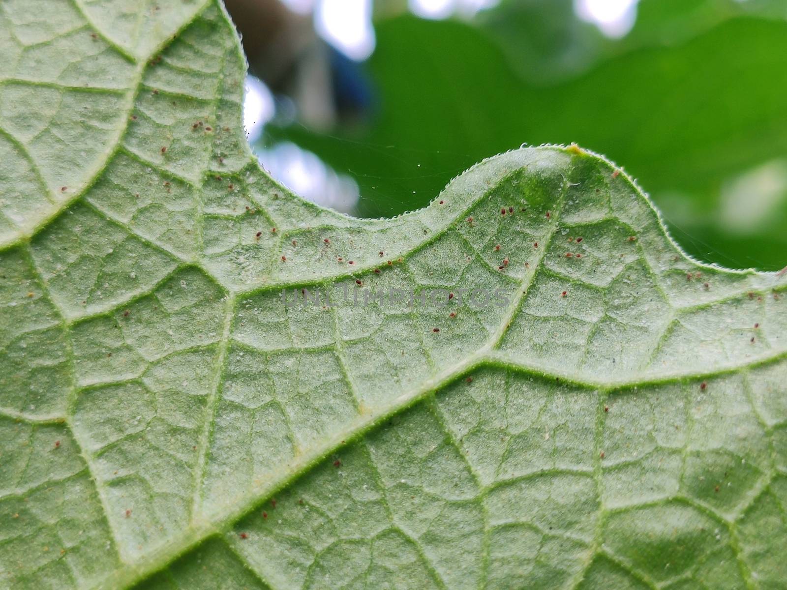 Red mite on green melon leaf by rukawajung