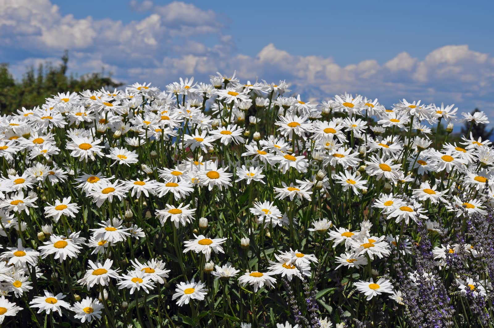 Beautiful white daisy garden in summer