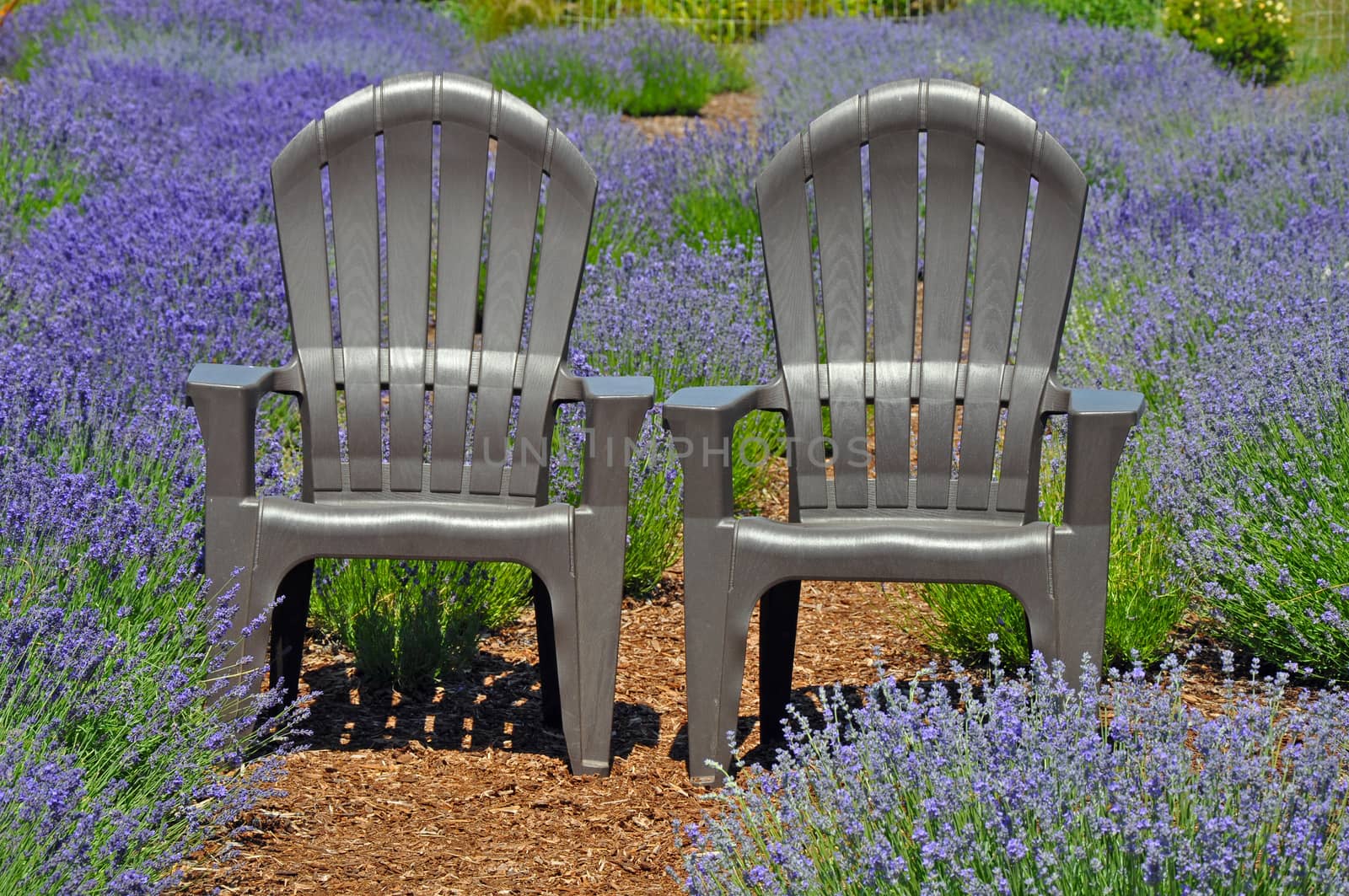 Two grey chairs in lovely lavender garden