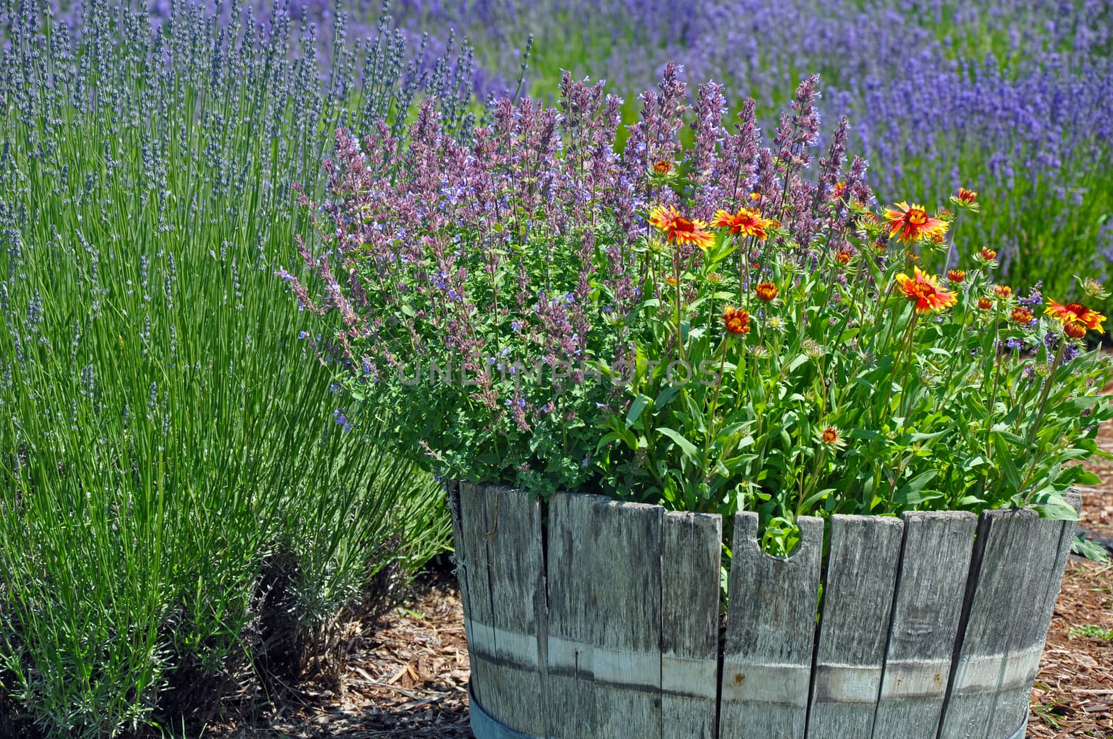 Old wooden barrel planter in lavender garden