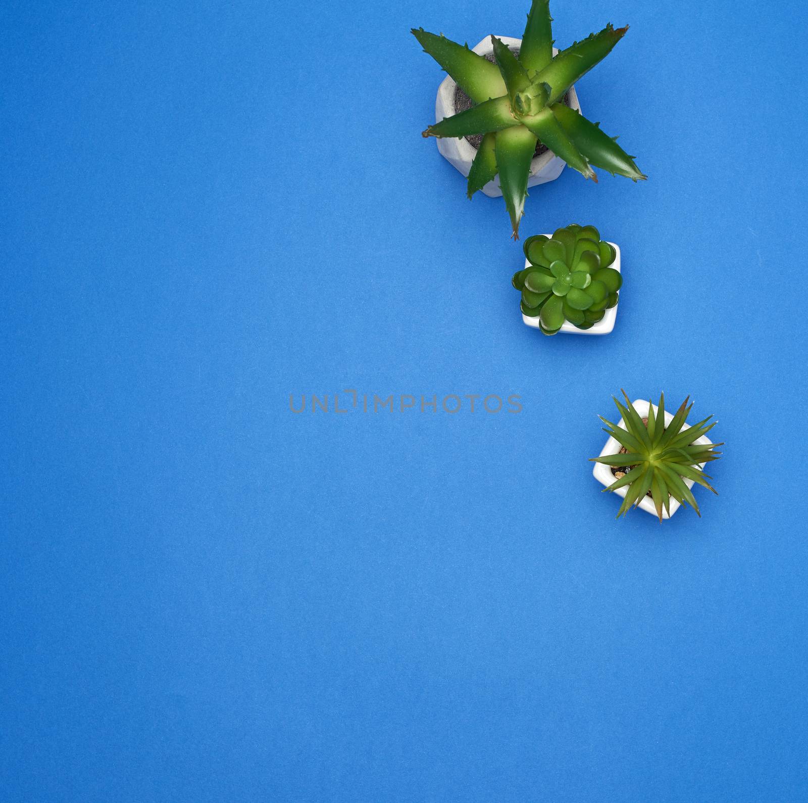 two ceramic pots with plants on a blue background, copy space, top view