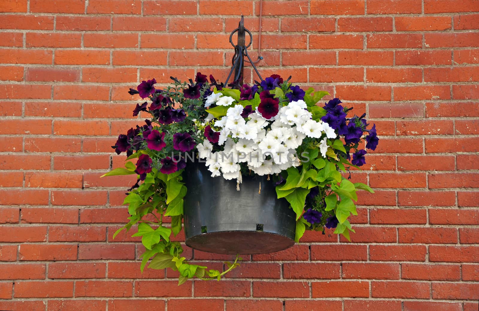 Beautiful petunias hanging basked on old brick wall