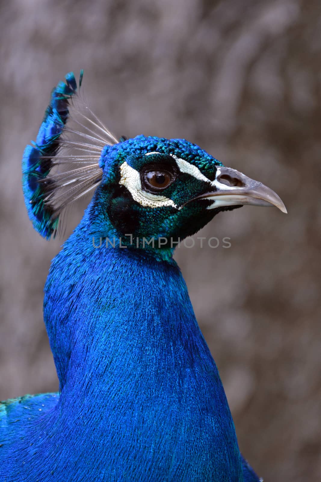 Close up of beautiful blue peacock