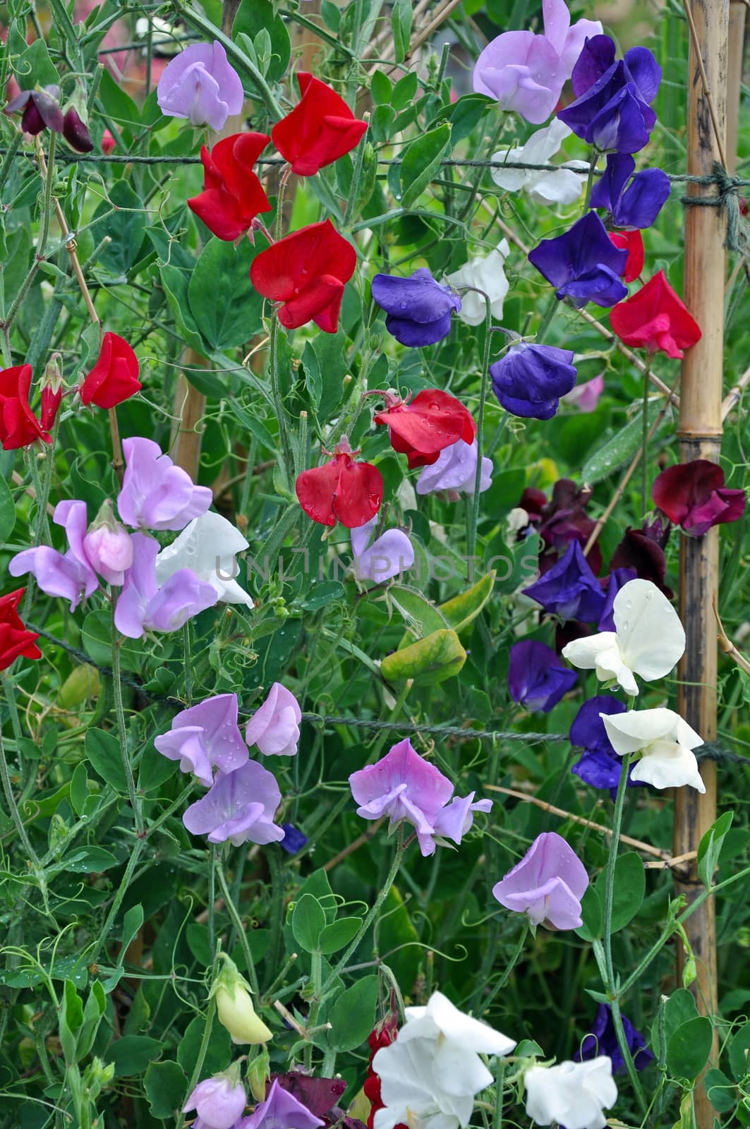 Colorful sweet pea flower garden