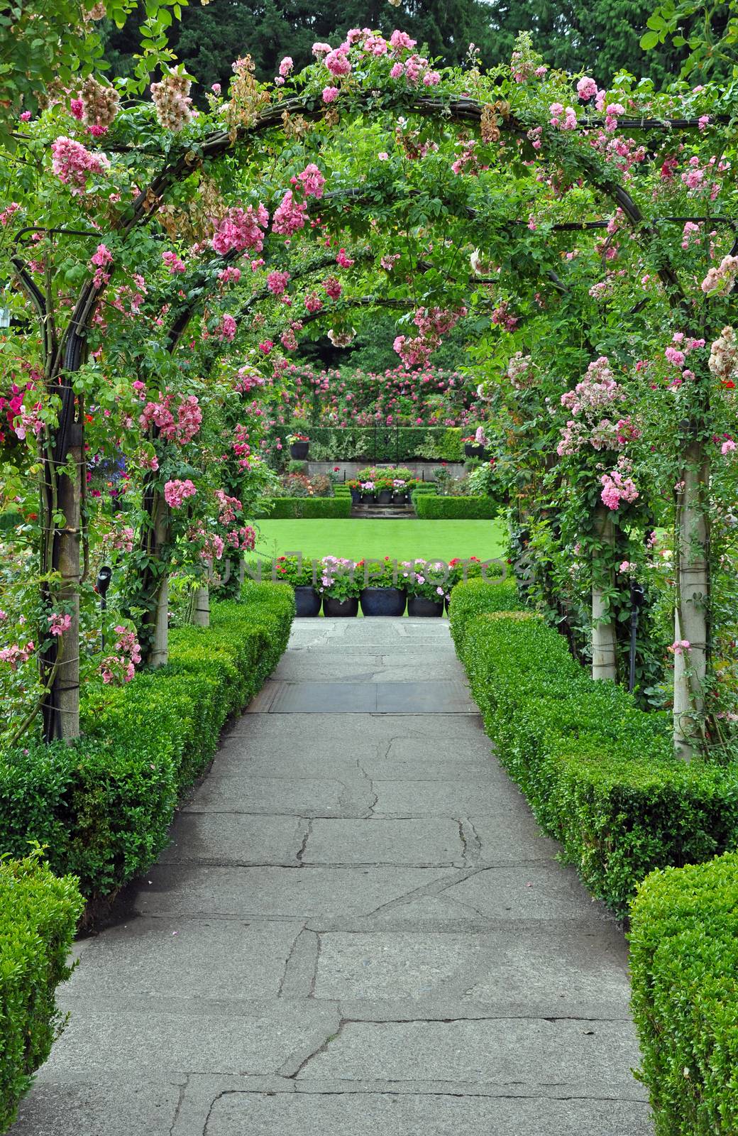 Garden archway covered with pink spring roses