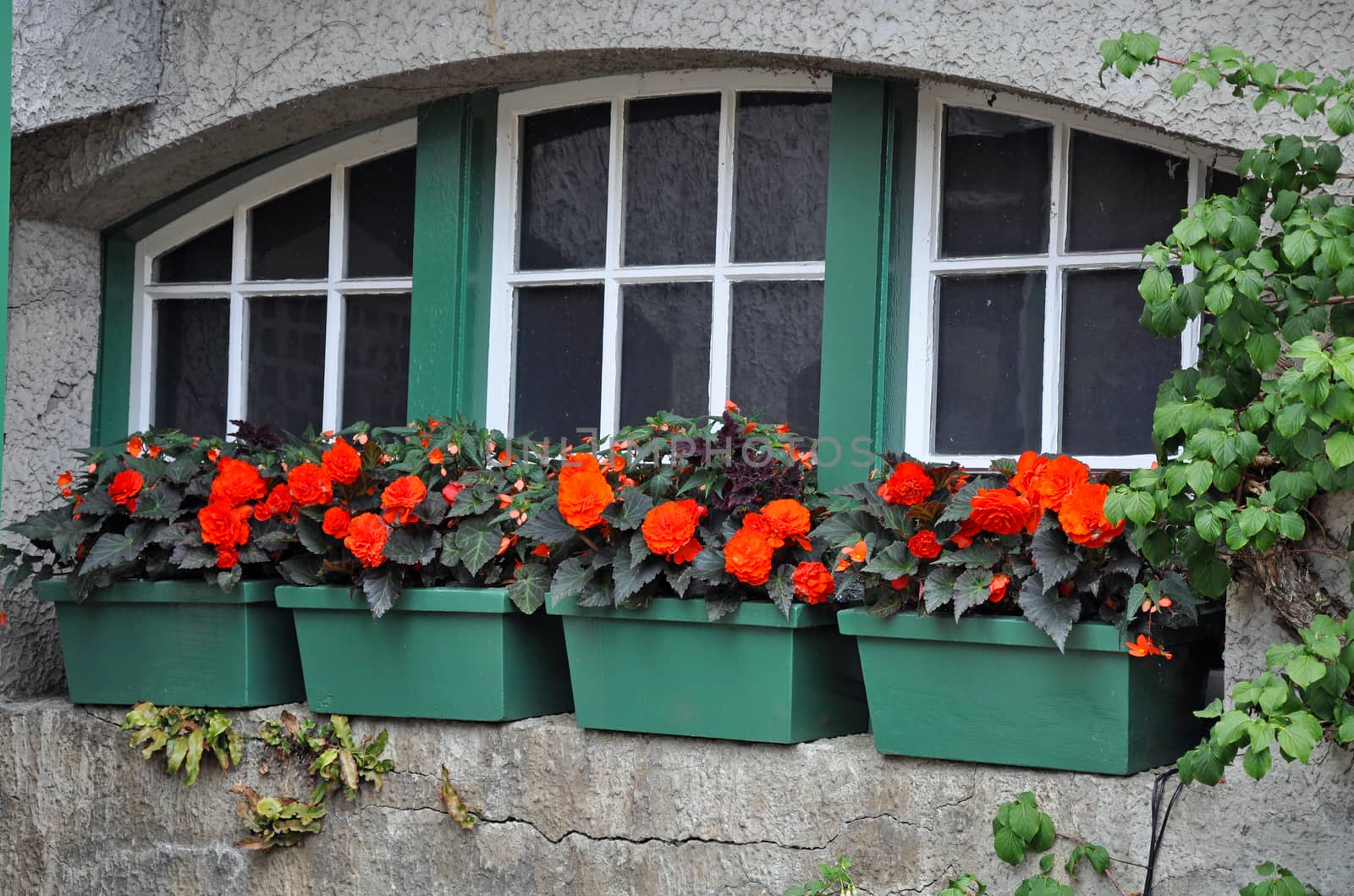 Green flower planters filled with red begonias on window sill