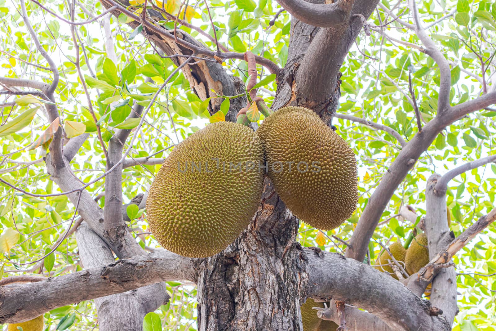 Jackfruit trees have many jackfruit trees on Asian jackfruit tre by Phonrat