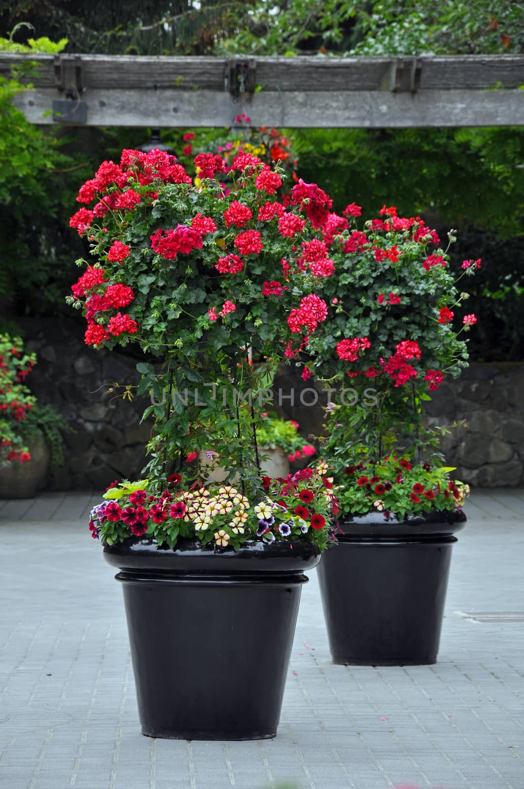 Two black flower planters with red geraniums and other flowers on brick patio